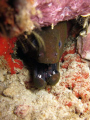   Mutant moray eel  